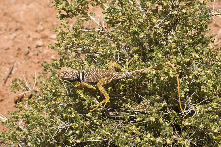 Image of Great Basin Collared Lizard