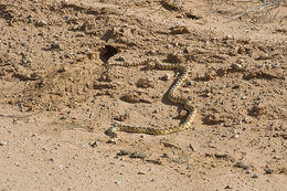 Image of Pituophis catenifer deserticola Stejneger 1893