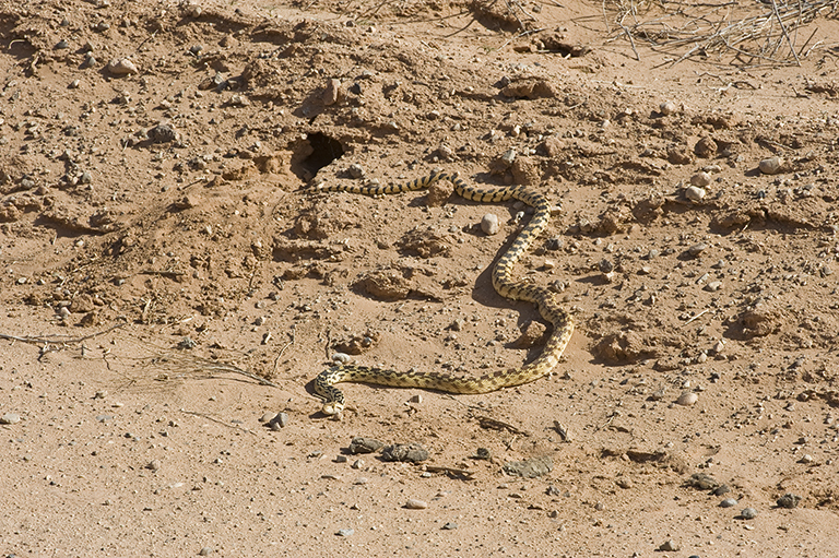 Image of Pituophis catenifer deserticola Stejneger 1893