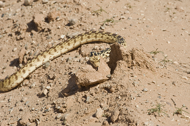 Image of Pituophis catenifer deserticola Stejneger 1893