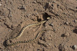 Image of Pituophis catenifer deserticola Stejneger 1893