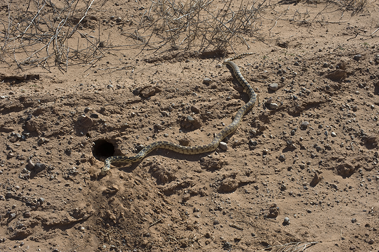 Image of Pituophis catenifer deserticola Stejneger 1893