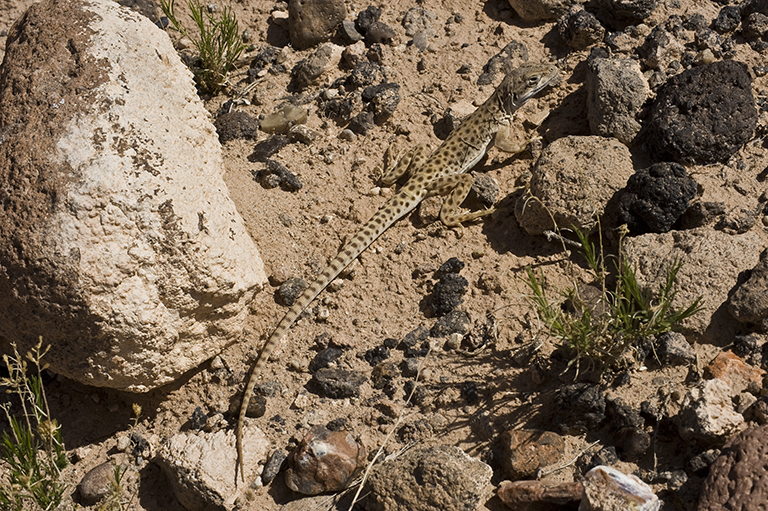 Image de Gambelia wislizenii (Baird & Girard 1852)