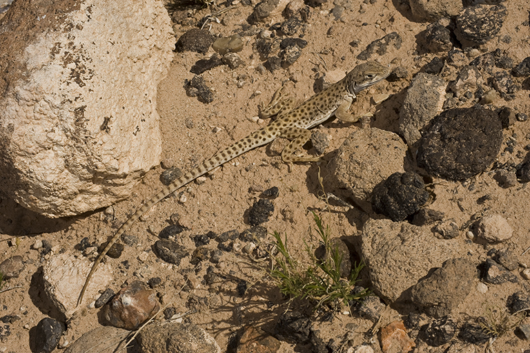 Image de Gambelia wislizenii (Baird & Girard 1852)