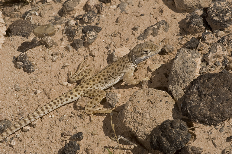 Image de Gambelia wislizenii (Baird & Girard 1852)