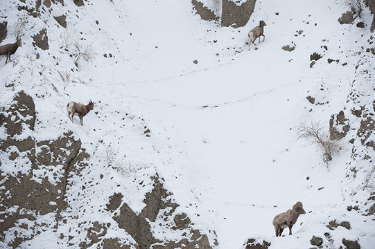 Image of bighorn sheep