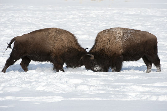 Image of American Bison