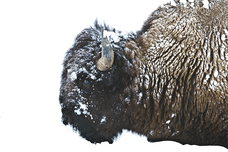 Image of American Bison