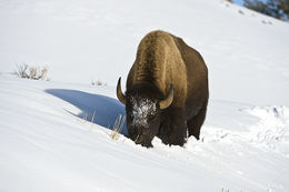 Image of American Bison