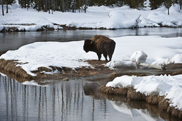 Image of American Bison