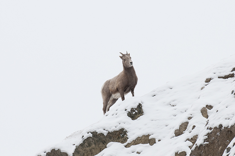 Image of bighorn sheep