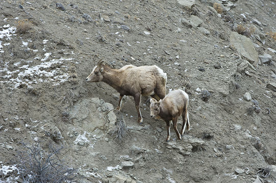 Image of bighorn sheep