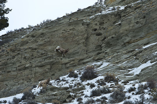 Image of bighorn sheep