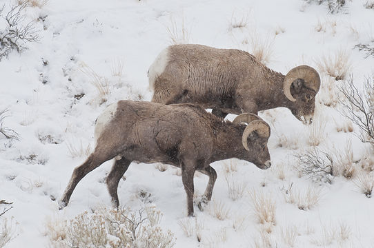 Image of bighorn sheep