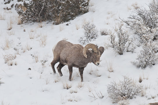 Image of bighorn sheep