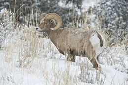 Image of bighorn sheep