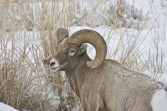 Image of bighorn sheep