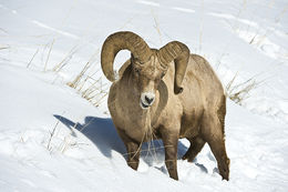 Image de Mouflon D'Amérique