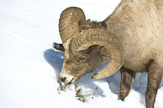 Image of bighorn sheep