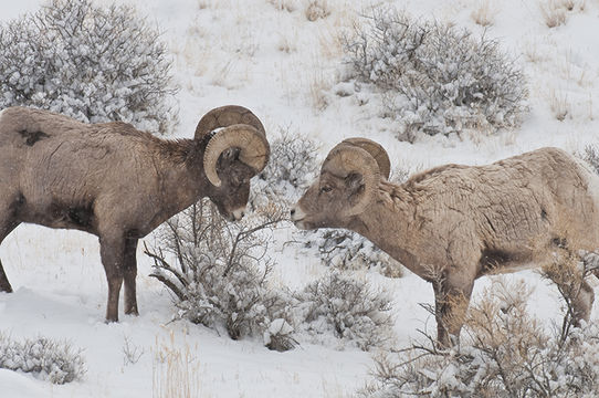 Image of bighorn sheep