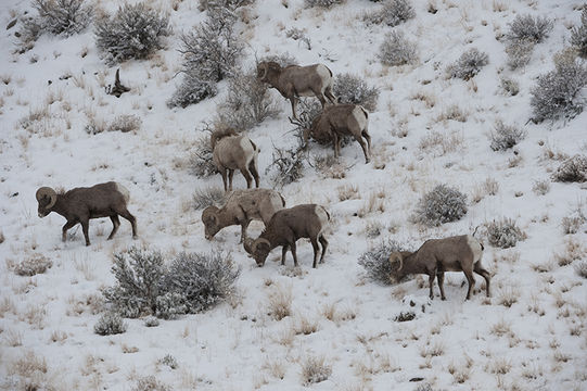 Image of bighorn sheep