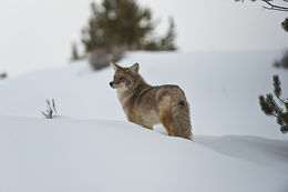 Image of American jackal