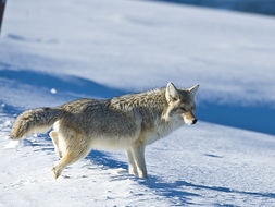 Image of American jackal