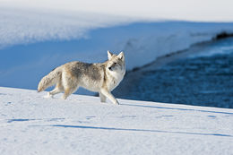 Image of American jackal