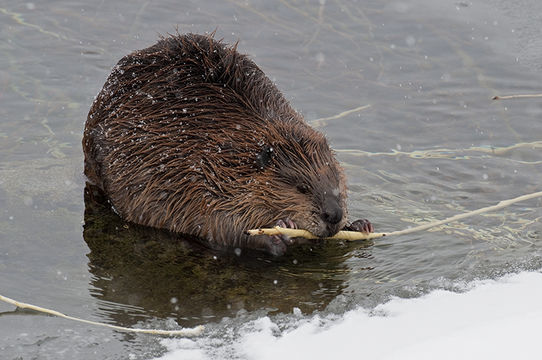 Image of American Beaver