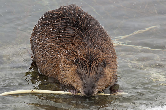 Image of American Beaver