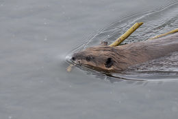 Image of American Beaver