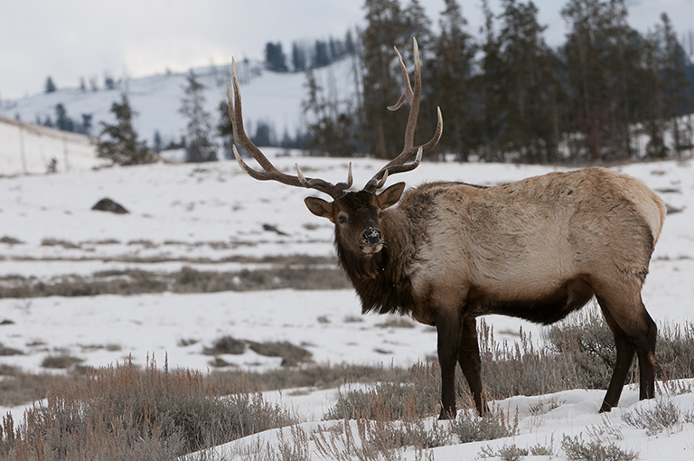 Image of <i>Cervus canadensis</i>