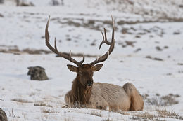 Image of <i>Cervus canadensis</i>