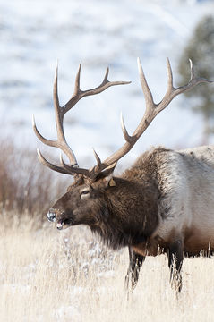 Image of <i>Cervus canadensis</i>