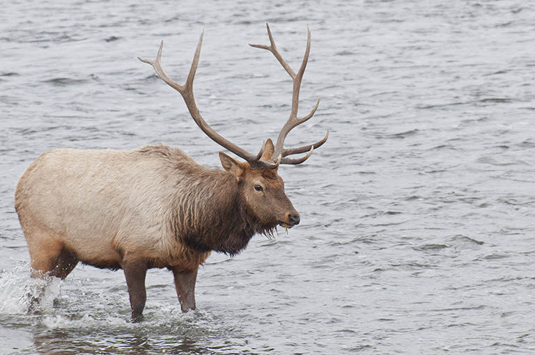 Image of <i>Cervus canadensis</i>