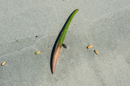 Image of red mangrove