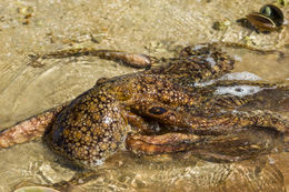 Image of California two-spot octopus