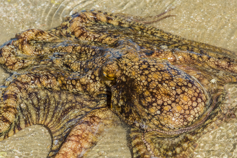 Image of California two-spot octopus