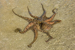 Image de Octopus bimaculoides Pickford & McConnaughey 1949