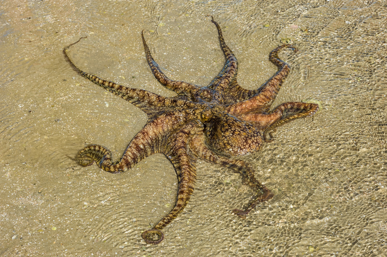 Imagem de Octopus bimaculoides Pickford & McConnaughey 1949