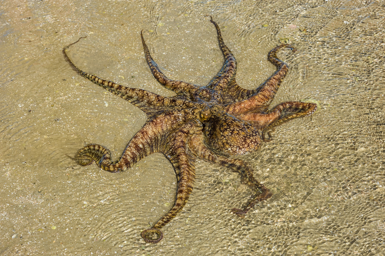 Image of California two-spot octopus