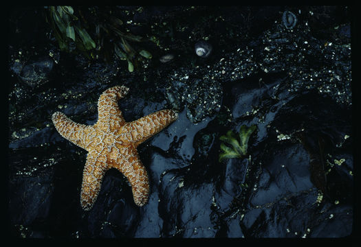 Image of ochre sea star