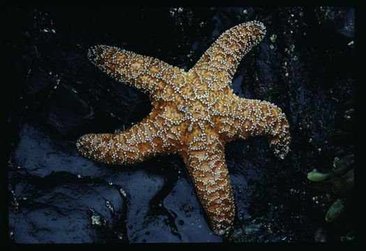 Image of ochre sea star