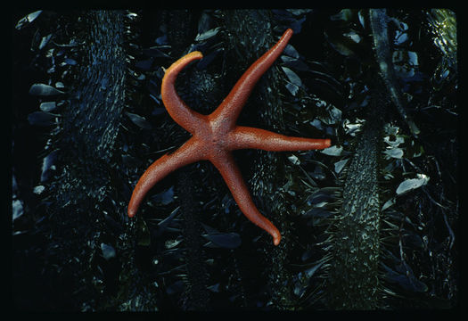 Image of Pacific blood star