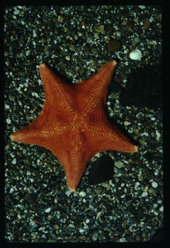 Image of Bat star