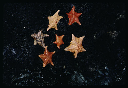 Image of Bat star