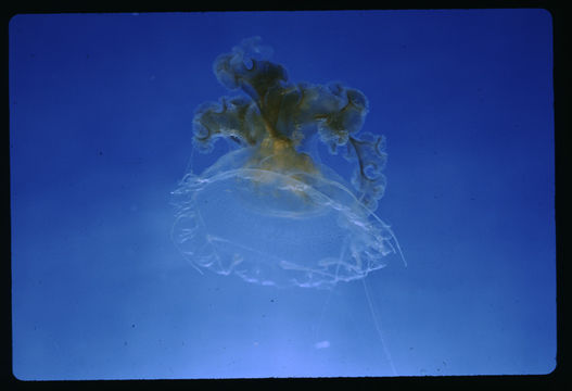 Image of Fried egg jellyfish