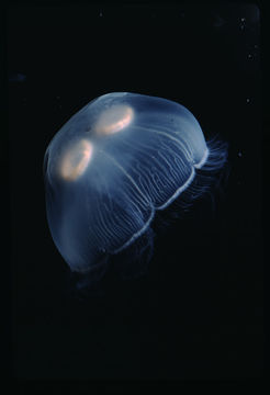 Image of COMUN INGLES MEDUSITA