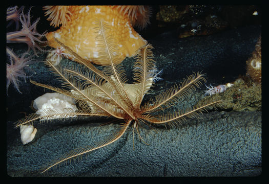 Image of Florometra serratissima (AH Clark 1907)