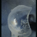 Image of Predatory Tunicate